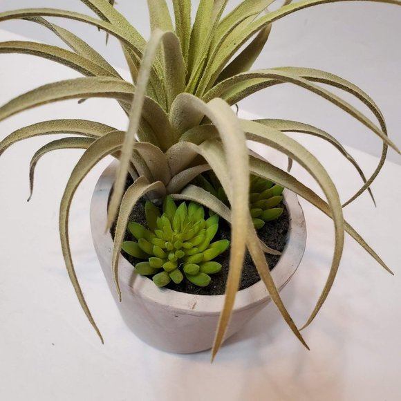 Faux Succulent Arrangement in Concrete Planter, Succulents and Air Plant - Picture 5 of 8